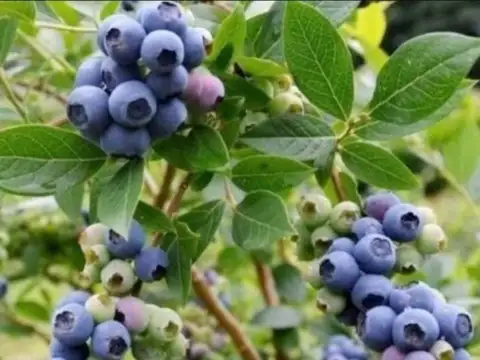 Campo  10 hectáreas Frutícola Los Cardales Exaltación de la Cruz Buenos Aires
