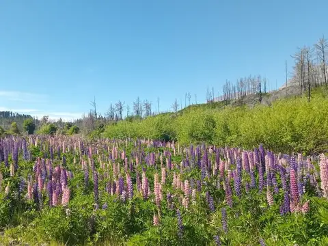 Terreno en Venta de 3000,0 m2