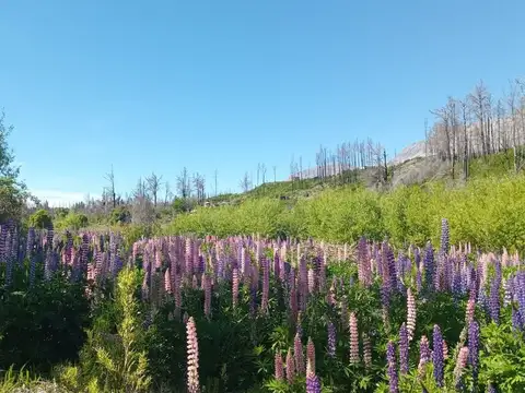 Terreno en Venta en Cerro Radal, USD 25.000