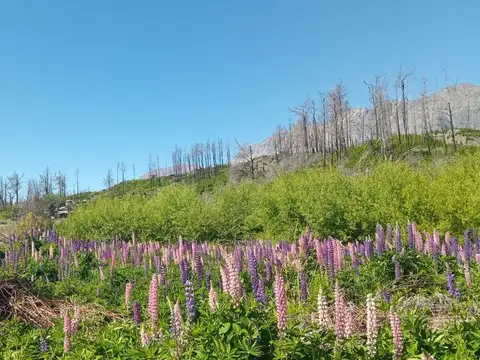 Tu refugio en la Patagonia: terreno de 3.000 m²