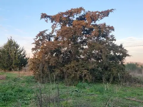 VENTA DE CAMPO 1.2 Has. (12000 m2)