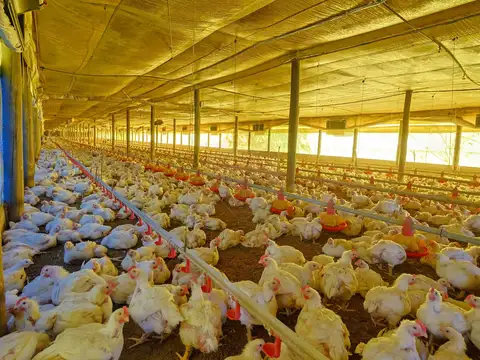 VENTA GRANJA AVÍCOLA DE 18 HECTÁREAS, SAN JACINTO