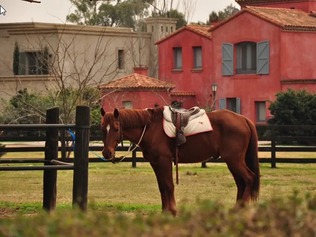 Actividades deportivas futbol, voley, golf, tenis, rugby, hockey, equitacion en Newman Club