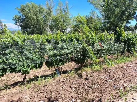 Call Guemes S/N Tunuyan 100