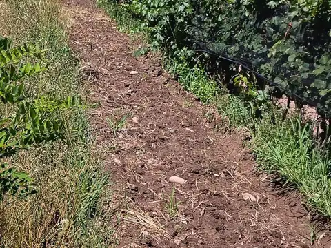 Remax , gran oportunidad vende finca produciendo.