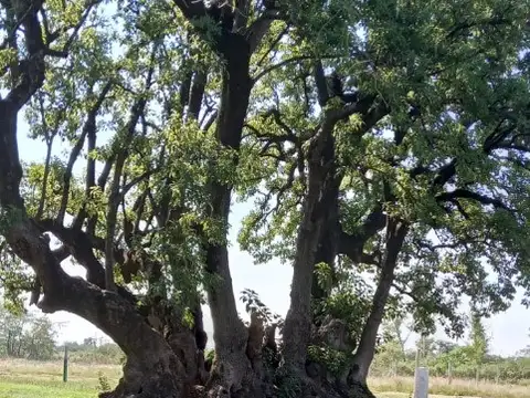Terreno en Venta 30  mts Fondo