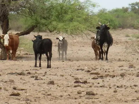 SE VENDE CAMPOS EN SAN MARTIN - CAPAYAN - RUTA 33