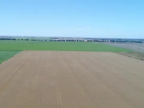 Mar del Plata