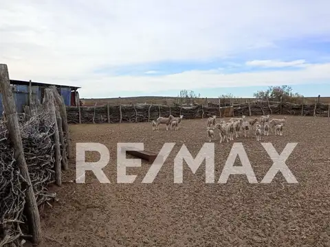 VENTA DE CAMPO 11.000 HA. EN AGUADA GUZMAN