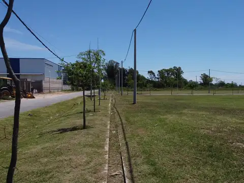 Mandolini y Bayol Lote 41