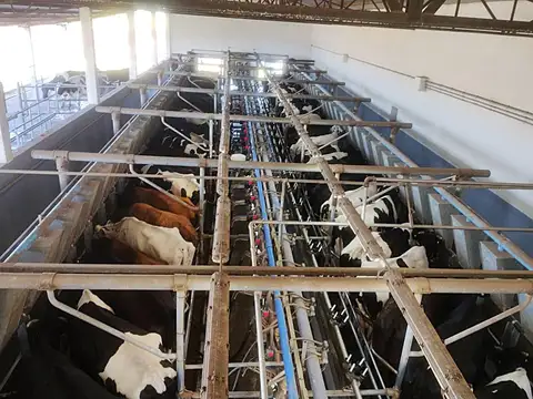 Campo con tambo en Venta - Tornquist, B.A 786 ha. a tranquera cerrada.