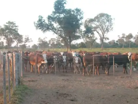 Campo en Venta de 6.000  ha