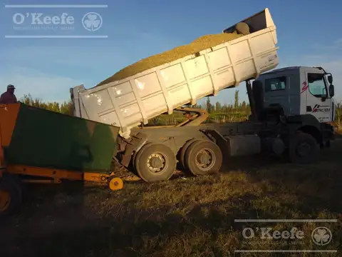 Chacra de 26 has en Mendoza, Gral Alvear.   hoteleria de animales y producción Forrajera.