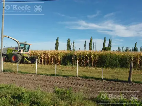 Chacra de 26 has en Mendoza, Gral Alvear.   hoteleria de animales y producción Forrajera.