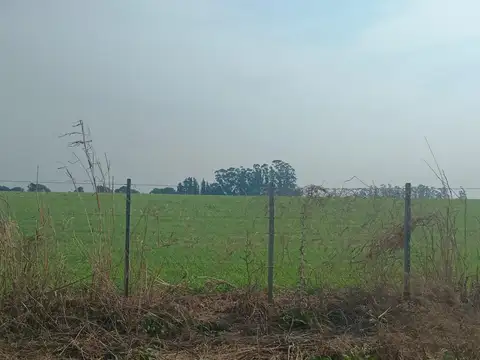 Vendo 11 Has. Diamante