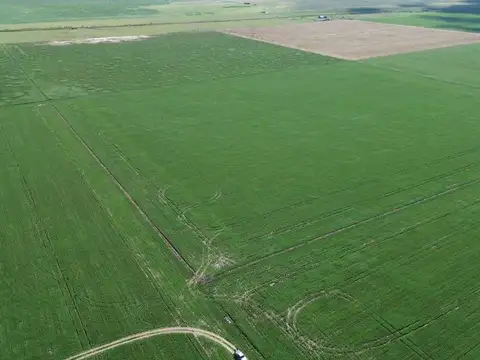 64,7 HECTAREAS ZONA DE CHOVET