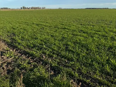 Campo en Venta de 500  ha