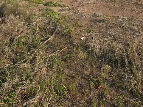 Campo en venta - Alvear - sobre autopista -