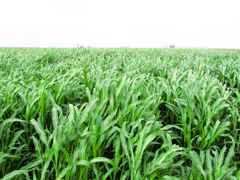 1166 ha Campo Mixto en Carlos Tejedor. Transf. paquete accionario.