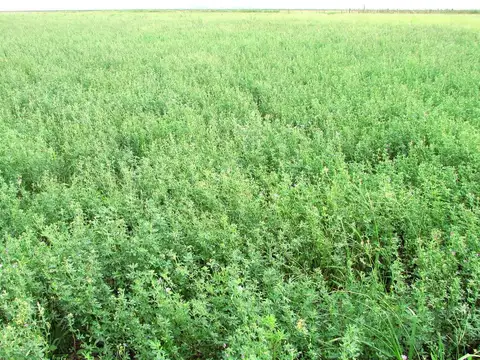 1166 ha Campo Mixto en Carlos Tejedor. Transf. paquete accionario.