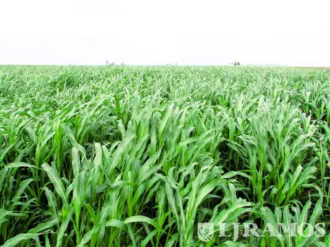 1166 ha Campo Mixto en Carlos Tejedor. Transf. paquete accionario.