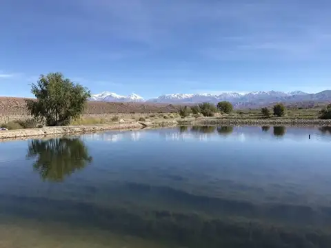 Campo con nogales y línea de procesamiento. San Juan.