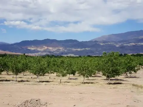 Campo con nogales y línea de procesamiento. San Juan.