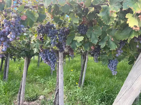 VENTA DE FINCA EN SAN MARTIN