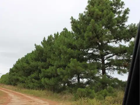 VENTA LOTES DE 2.200 M2 CARDALES CAMPANA