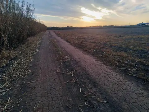 Campo en Venta Agrícola