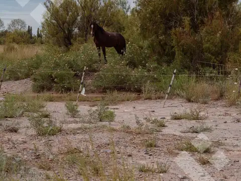 En Venta | Campo en Catriel | 1133 Has | Ruta Provincial 57