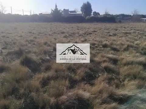 los naranjos y los
