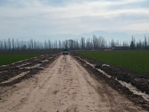 Finca en venta - Lujan de Cuyo