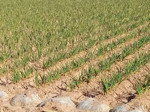 Finca en venta - Lujan de Cuyo
