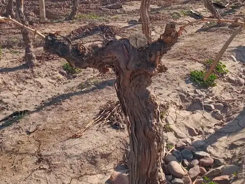 Finca en venta - Lujan de Cuyo