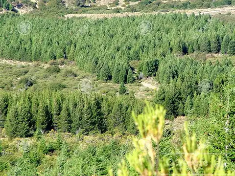Bariloche , 312 Has en Arroyo del Medio con Forestación