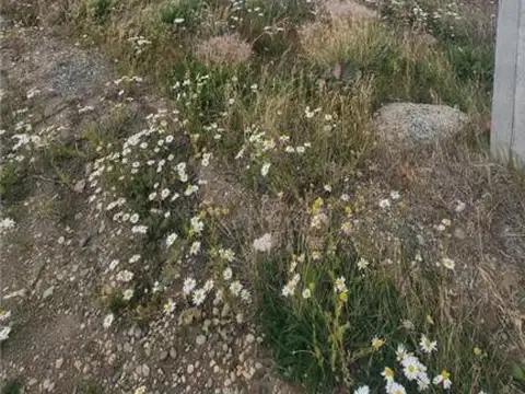 Gabrielli Fabian Mario 800