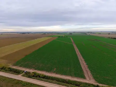 Campo productivo en Fighiera con 25 hectareas