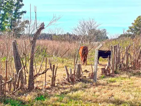 Chacra en San Pedro 11.8 ha / Prod intensiva y fin de semana