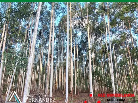 Campo en Venta Forestal