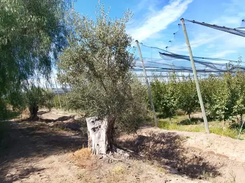 FINCA MENDOZA | 16 HAS. |  CON UNIDAD PRODUCTIVA