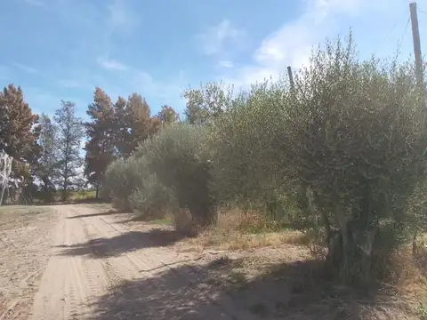 FINCA MENDOZA | 16 HAS. |  CON UNIDAD PRODUCTIVA