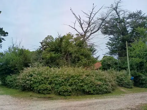 Mangore 4000