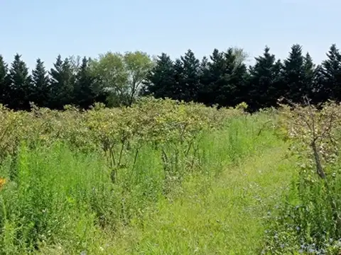 VENTA CAMPO EN CARDALES