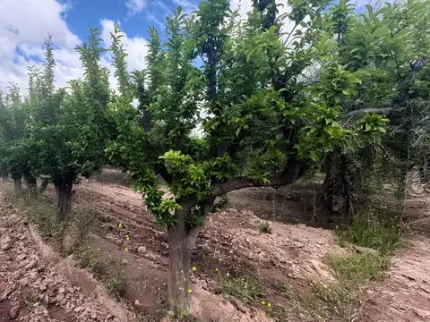 La Falda 200