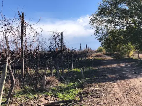Finca en Agrelo