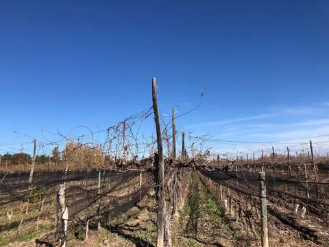 Cochabamba, Agrelo, Lujan De Cuyo