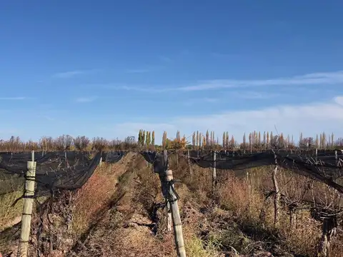 Finca en Agrelo