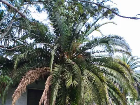Quinta en Venta en Arana, USD 130.000