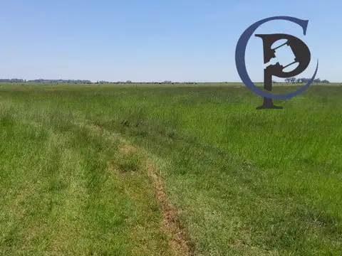 Venta Campo 172 Has  Partido de Ayacucho.  a 3 km de ruta 74